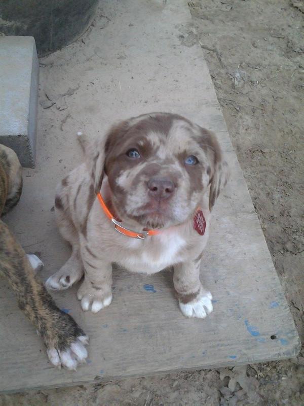 Gunslingers' Bandit Jack | Catahoula Leopard Dog 