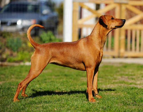 Comtessa | German Pinscher 
