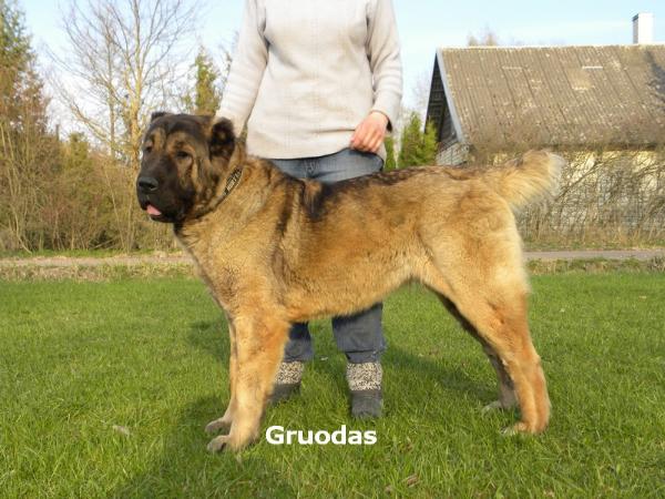 Nurta Mal Gruodas | Central Asian Shepherd Dog 