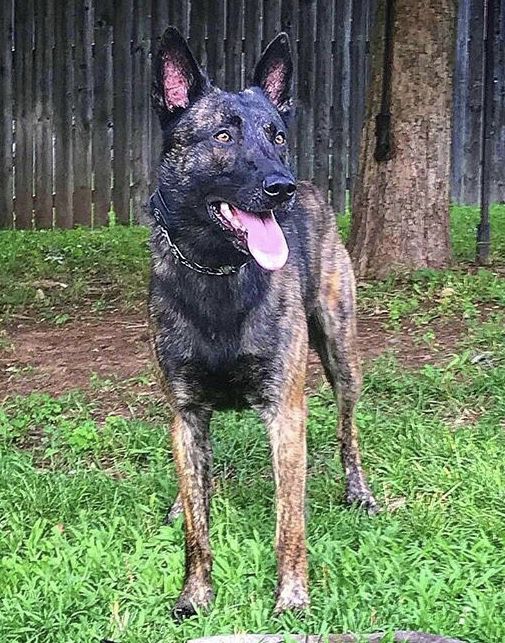 Twinpath Mr Blue | Dutch Shepherd 