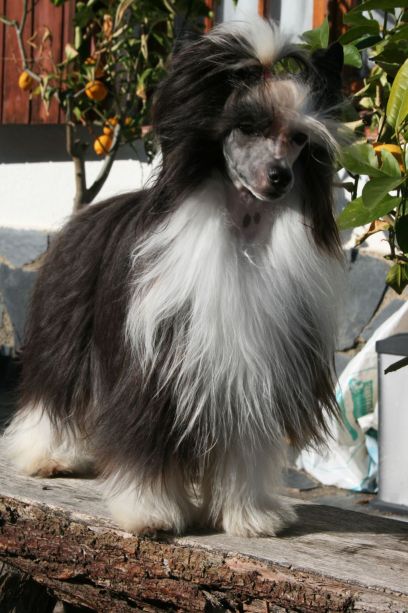 Turbinka Next Germanika | Chinese Crested 