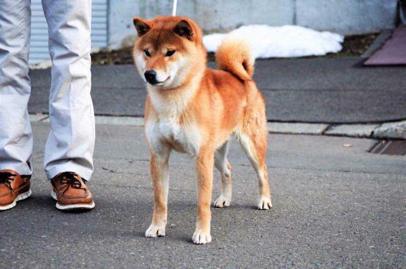 KAIRYUU GO SAPPORO KAGASOU | Shiba Inu 