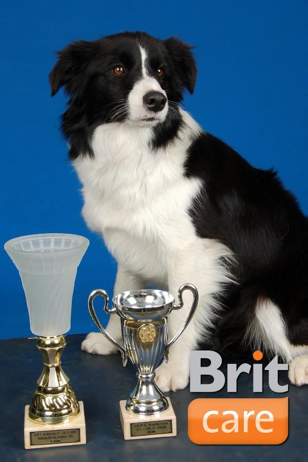 Borderguard Kiss for Tender Flash | Border Collie 