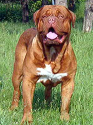 Tanakajd szepe harim | Dogue de Bordeaux 