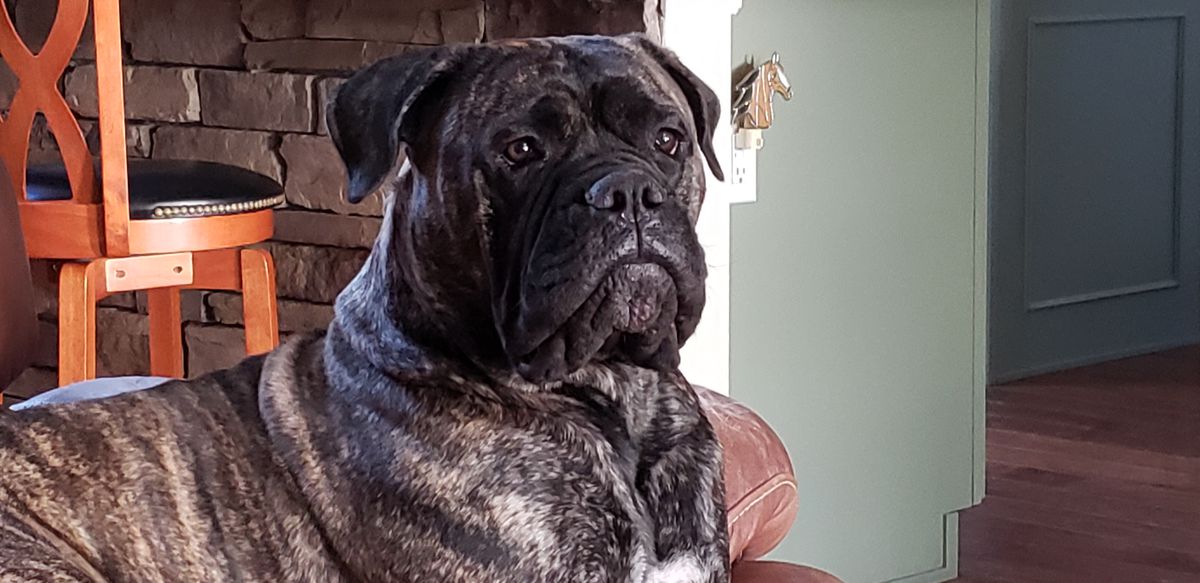 Gallant Oaks Who Art Thou | Bullmastiff 