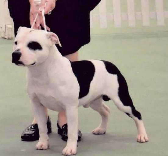 Neworder The Iron Chef | Staffordshire Bull Terrier 