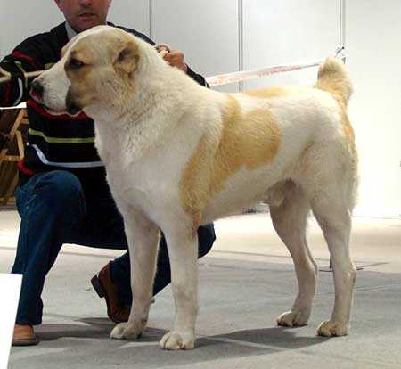 Yazon | Central Asian Shepherd Dog 