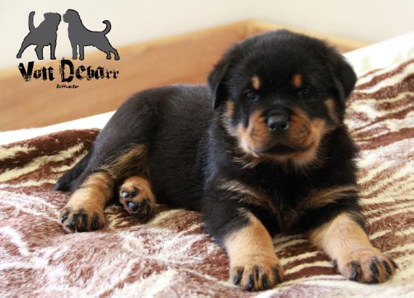 Aitana von Debarr | Rottweiler 