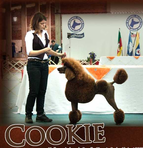 Family Affair´s Chocolate Cookie at Quindim | Poodle 