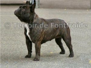 Lieke V.D Mestreechteneekers | French Bulldog 