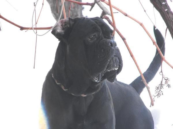 Achilles God Of Troy | Cane Corso 