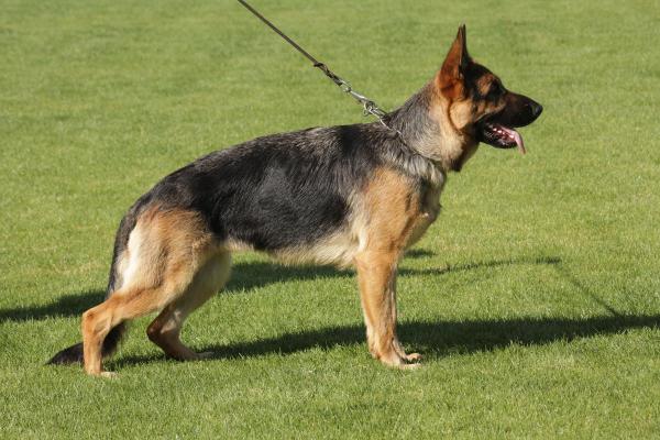 Xira z Likonu | German Shepherd Dog 