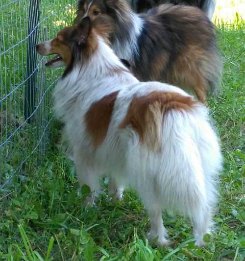 Elaraia Precious Nymph Elora Danan | Shetland Sheepdog 