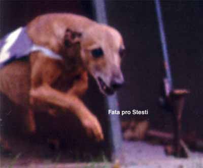 Fata pro Stesti | Italian Greyhound 