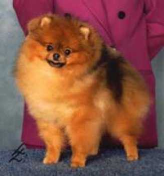 Tlc Oregonized Mischief | German Spitz 