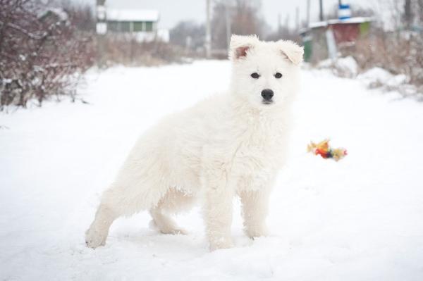 Strazh Asgarda Anabel | White Swiss Shepherd Dog 