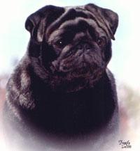 sycamore soul celebration | Pug 