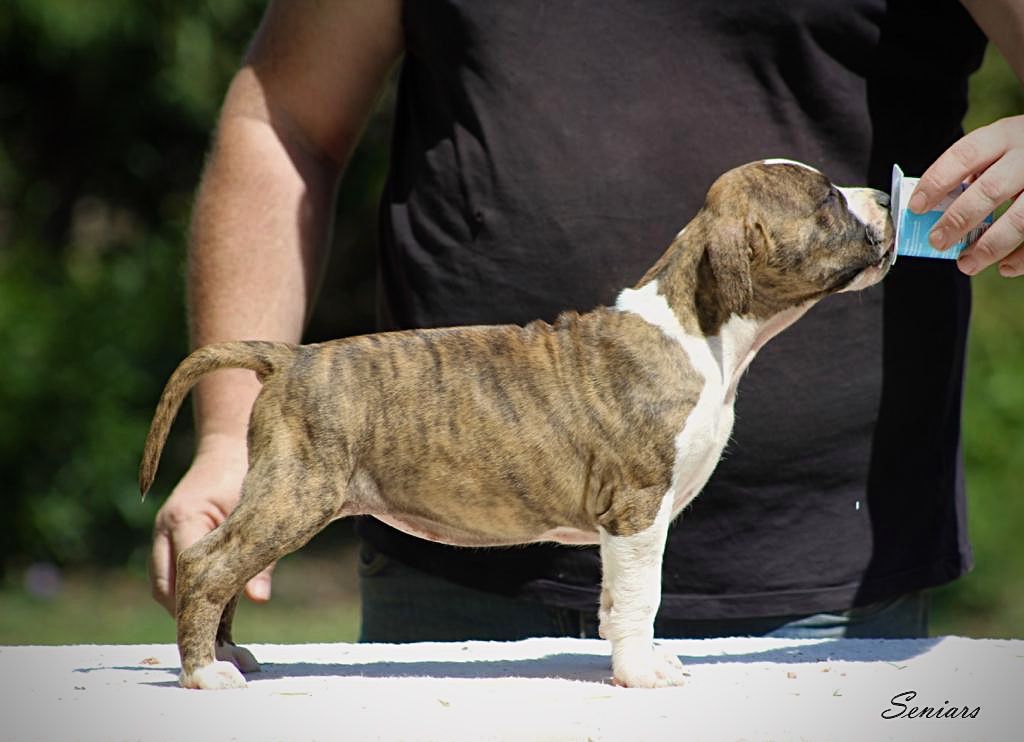 Seniars The Best Way | American Staffordshire Terrier 