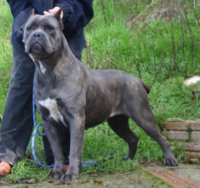 Rothorm Jy Dream Dolce &amp; gabbana | Cane Corso 