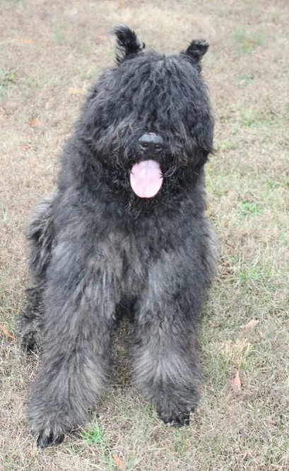 War Ace of Spades | Bouvier des Flandres 