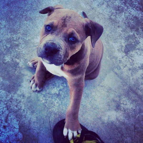 RBS Boom | American Staffordshire Terrier 