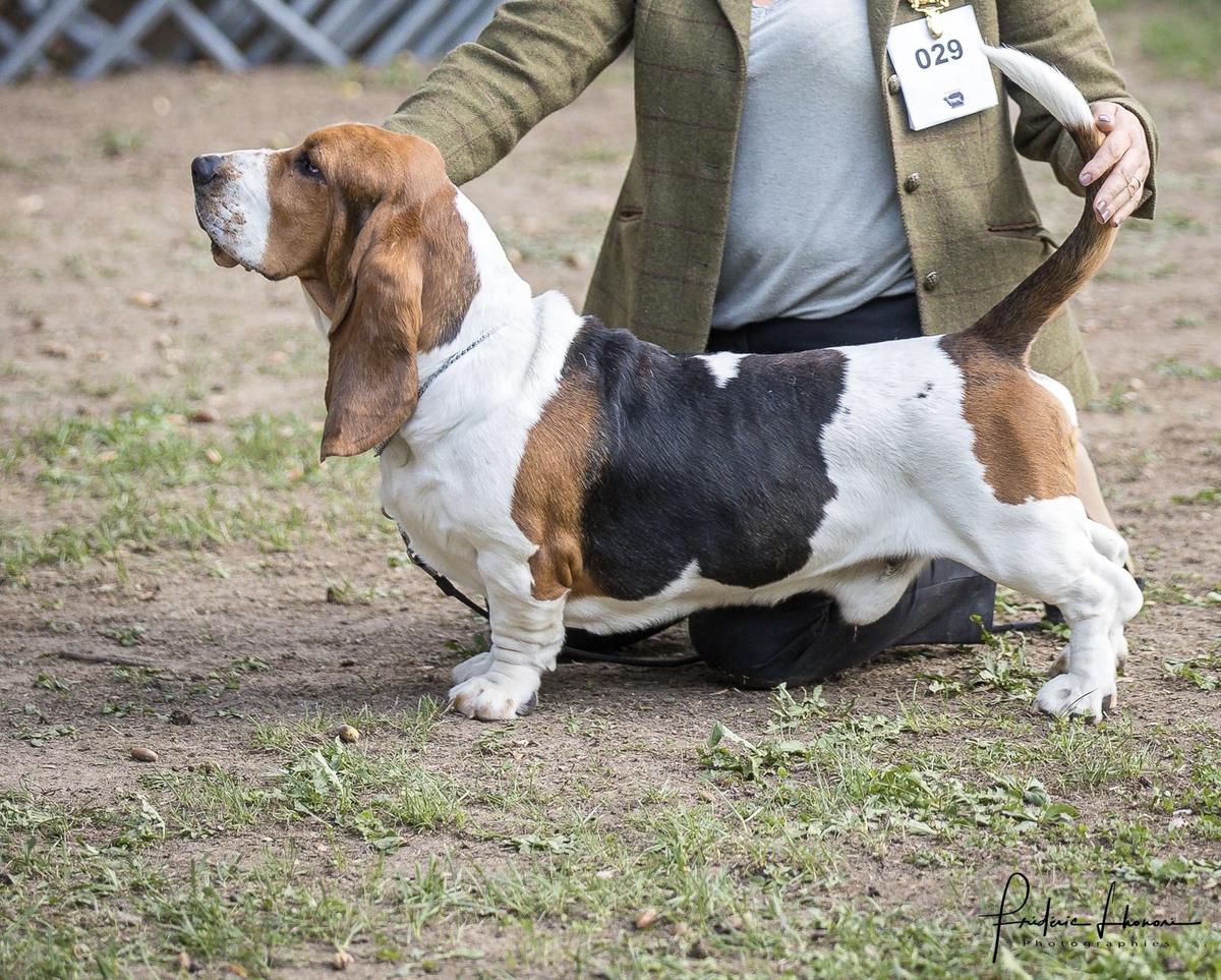 ROMULUS DES TREIZE PETITES FONTAINES | Basset Hound 