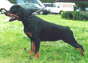 Erfolig Velina Vaterloo | Rottweiler 