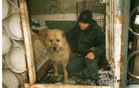 Baisa-Vepa-Tahmed | Central Asian Shepherd Dog 