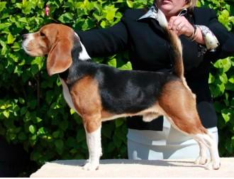 Barrister's Yankee Doodle Dandy at Fallowfield | Beagle 