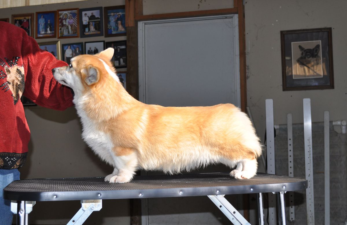 Honeyfox Smart N Sassy | Pembroke Welsh Corgi 