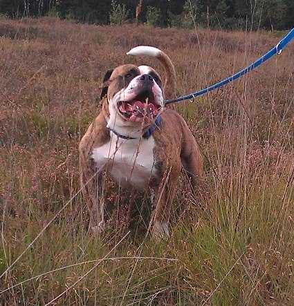 Diesel Bulldos 'Ruby's Diesel' | Olde English Bulldogge 