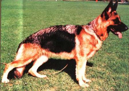 Leisa vom Natoplatz | German Shepherd Dog 