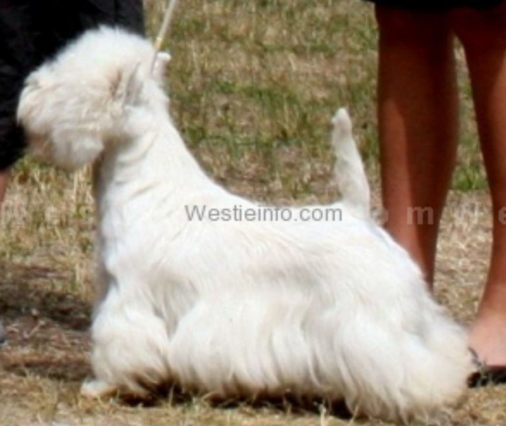 Up-To-Date du Moulin de Mac Gregor | West Highland White Terrier 