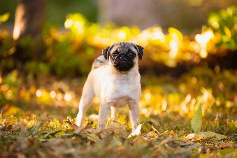 DOLLY DARING ZABAVA KOROLEY | Pug 