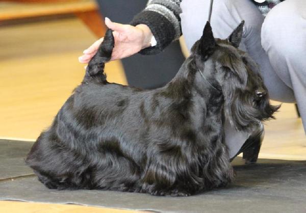 Millingford Cloudberry | Scottish Terrier 