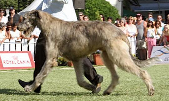 Cronos Salutaris | Irish Wolfhound 