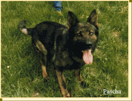 Pascha vom Glockeneck | German Shepherd Dog 