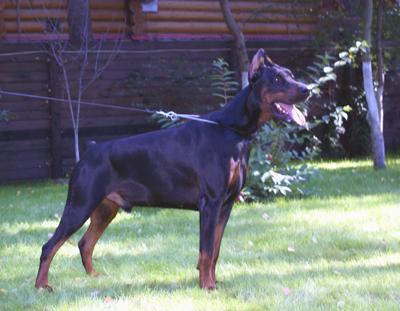 Shturman iz Doma Domeni | Black Doberman Pinscher