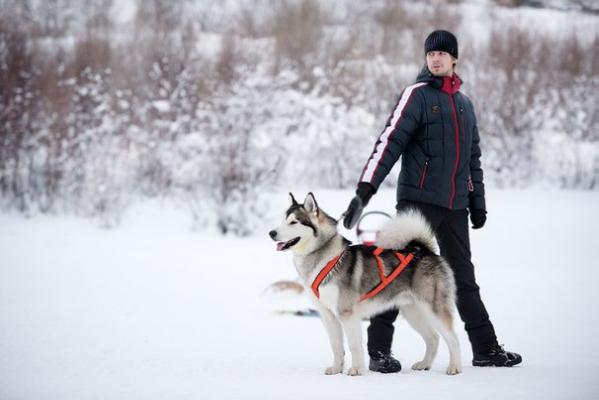 Gold Of Maja Silver Prince | Alaskan Malamute 