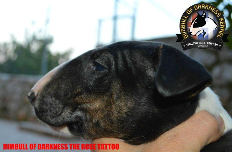 DIMBULL OF DARKNESS THE ROSE TATTOO | Bull Terrier 