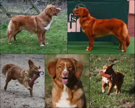 Alba Nuadh Abby na Mayla | Nova Scotia Duck Tolling Retriever 