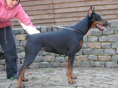 Nestle Malin Estonia Etnos | Black Doberman Pinscher