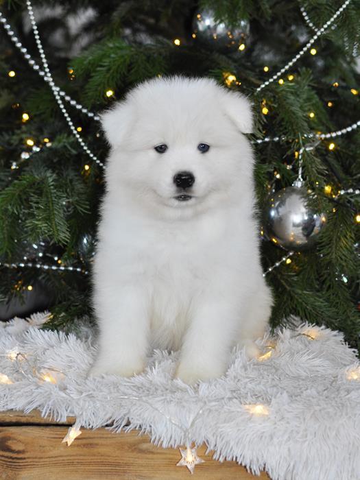 QUAGGY COSMOS The Glow Of The Snowy Star | Samoyed 