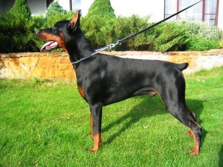 Remijaguare Ges Ioline | Black Doberman Pinscher