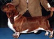 Bottoms Up Red Ferrari | Basset Hound 