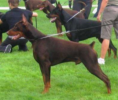 Remijaguare Garden Ioline | Brown Doberman Pinscher
