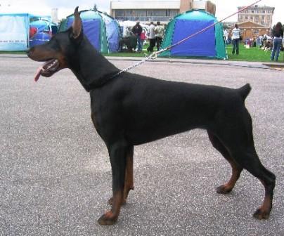 Remijaguare Gestera Ioline | Black Doberman Pinscher