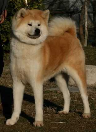 Sara Go Shirae | Akita 