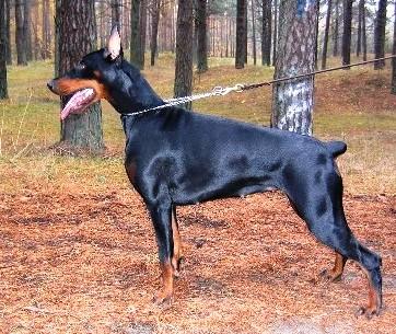 Remijaguare Gerda Ioline | Black Doberman Pinscher