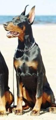 Remijaguare Godeira Ioline | Black Doberman Pinscher